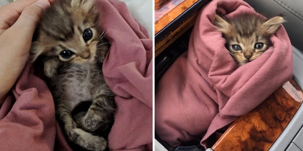 Woman Rescued Kitten Born With Backwards Legs While Others Decided to