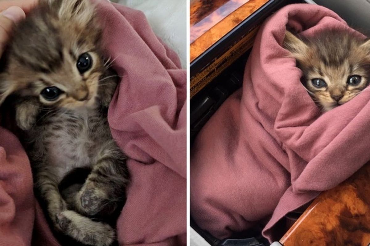 Woman Rescued Kitten Born With Backwards Legs While Others Decided to Give Up
