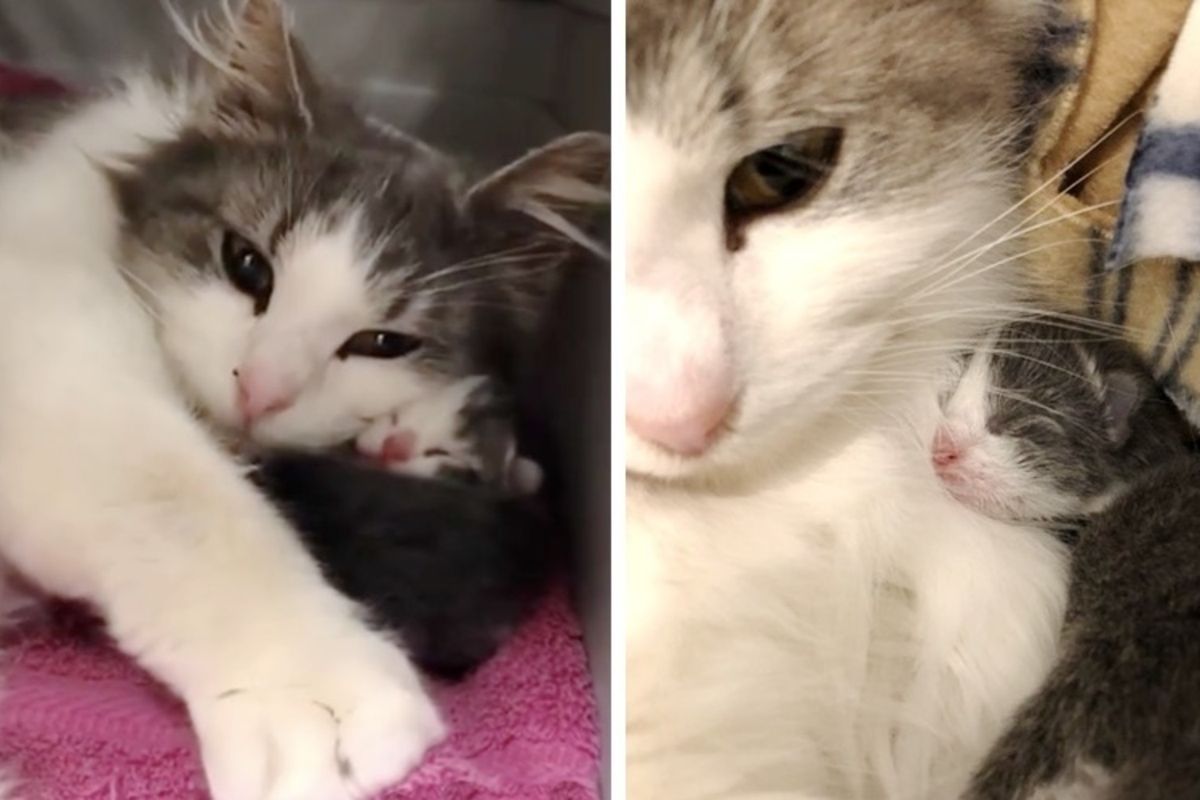 Deaf Cat Mom Gets Help for Her Surviving Kittens and Can't Stop Purring