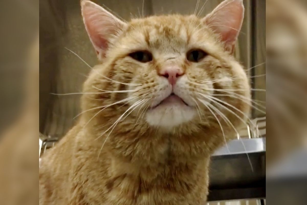 Cat with Squeaky Meow Finds His Purr-fect Match After Living on the Streets for Most His Life.