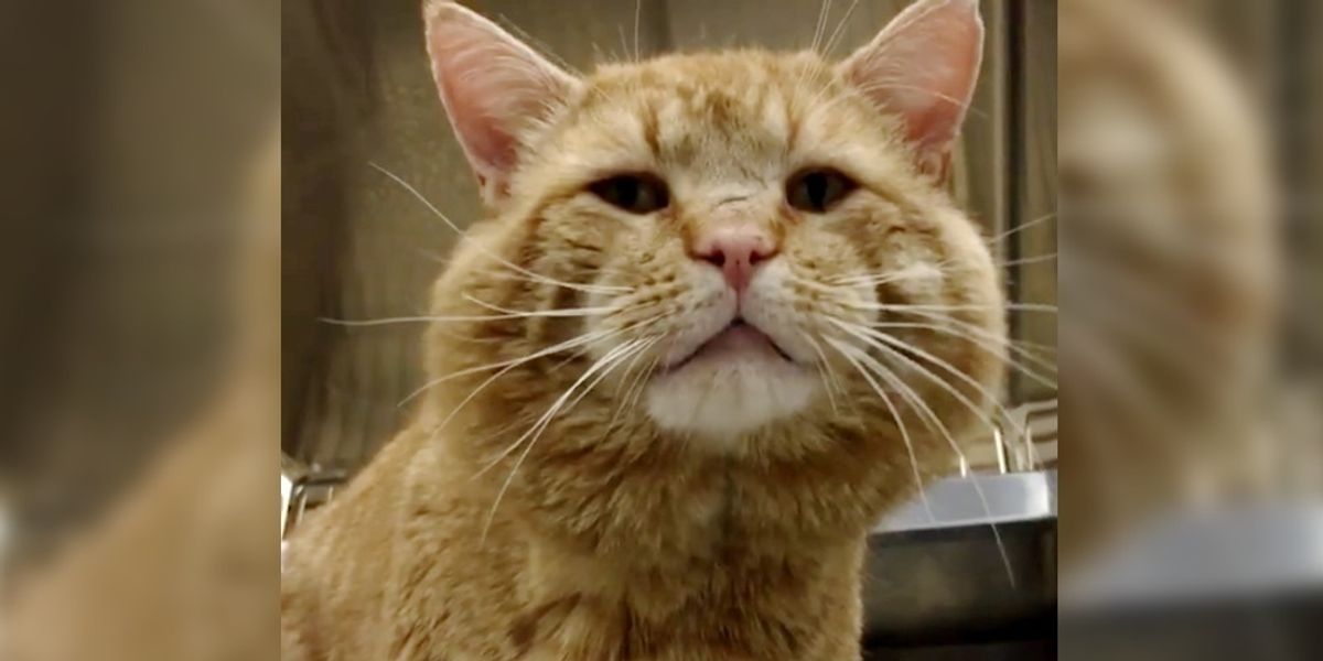 Cat with Squeaky Meow Finds His Purr-fect Match After Living on the