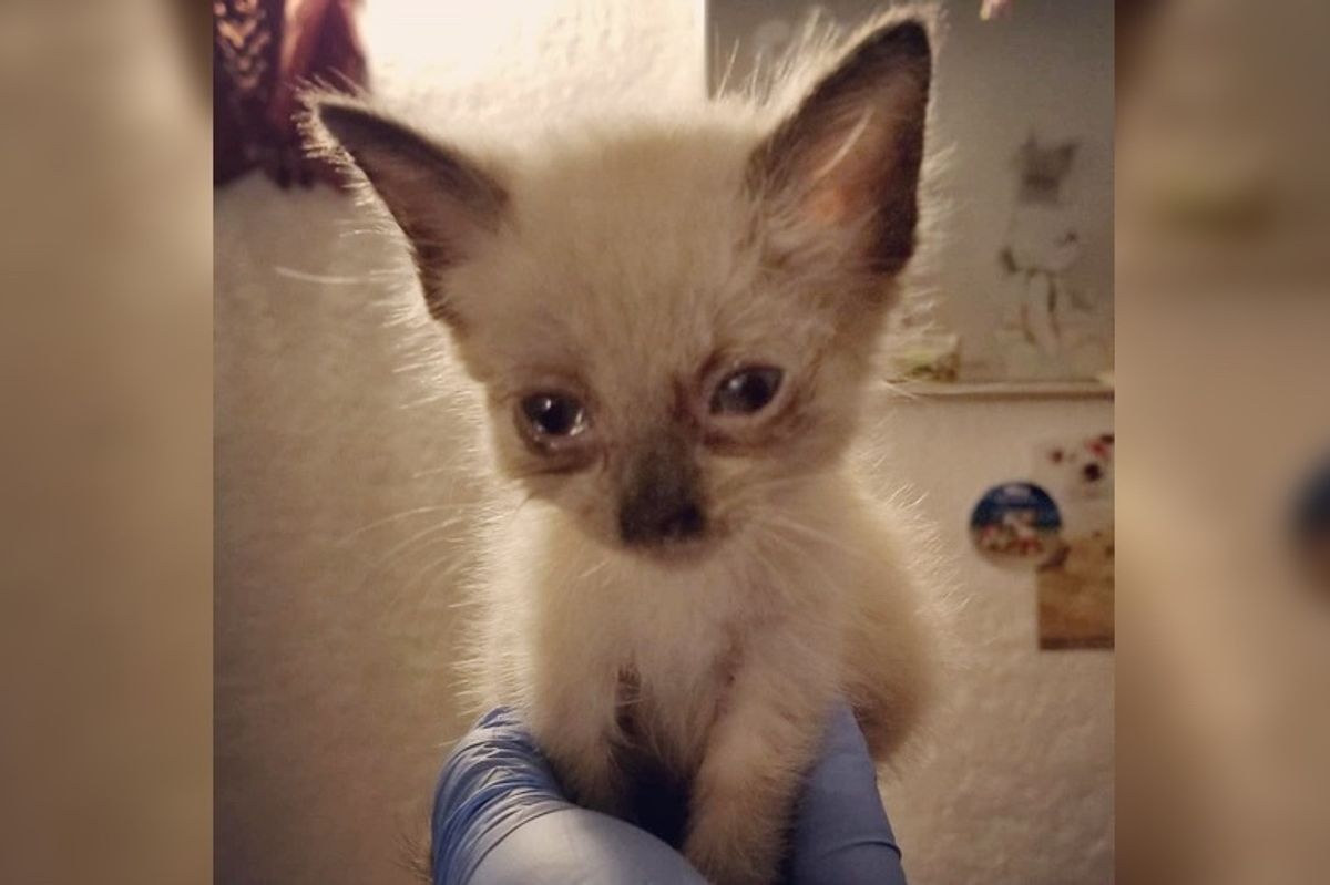 Kitten Who Was Found Near-blind, Got Her Beautiful Eyes Back Through Incredible Recovery