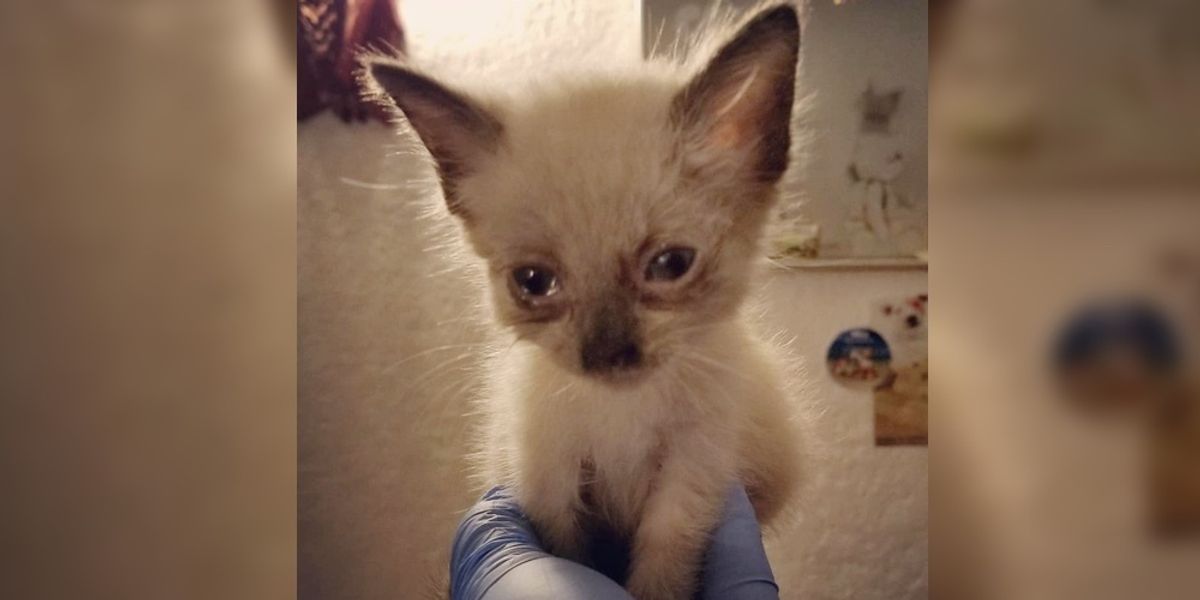 Kitten Who Was Found Nearblind, Got Her Beautiful Eyes Back Through Incredible Recovery Love Meow