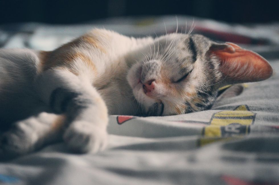 If You're a College Student Thinking of Adopting a Cat, Follow These 7 Rules