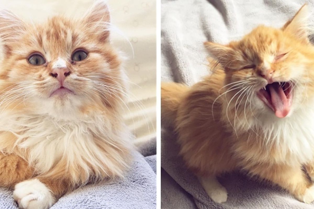 Man Saves Kitten Said to Be "Too Feral" to Adopt - Within an Hour, the Kitten Starts to Change