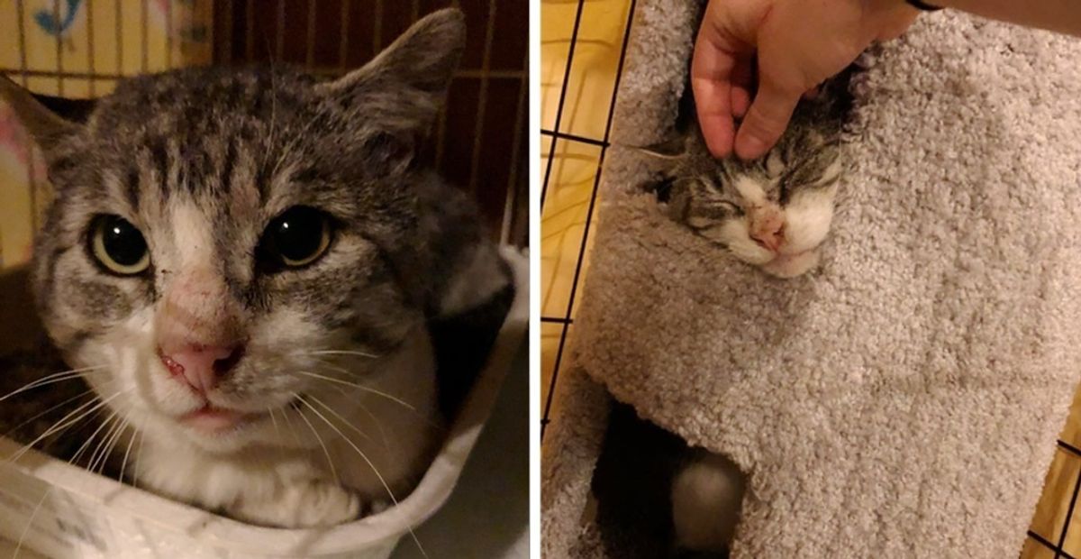 Cat Who Lived All His Life on the Streets, Tells Rescuer He Doesn't Want to Be a Feral Any More