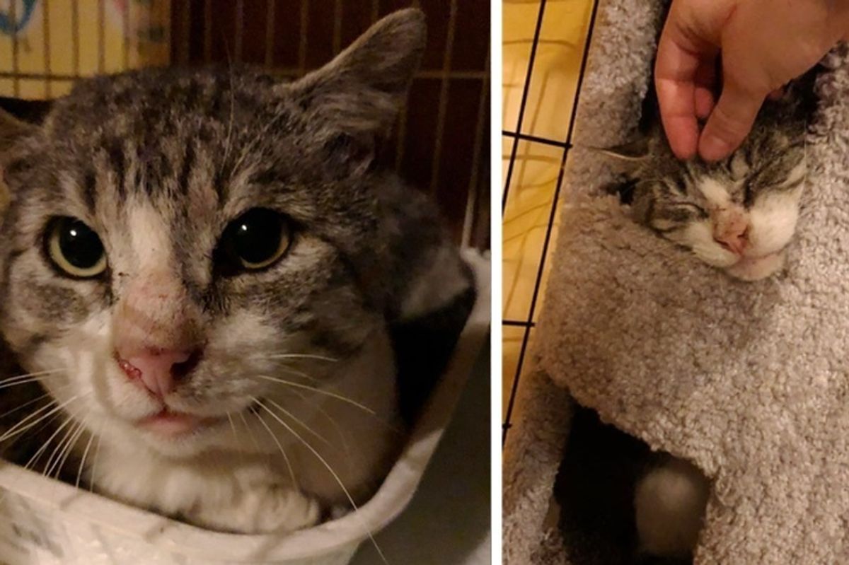 Cat Who Lived All His Life on the Streets, Tells Rescuer He Doesn't Want to Be a Feral Any More