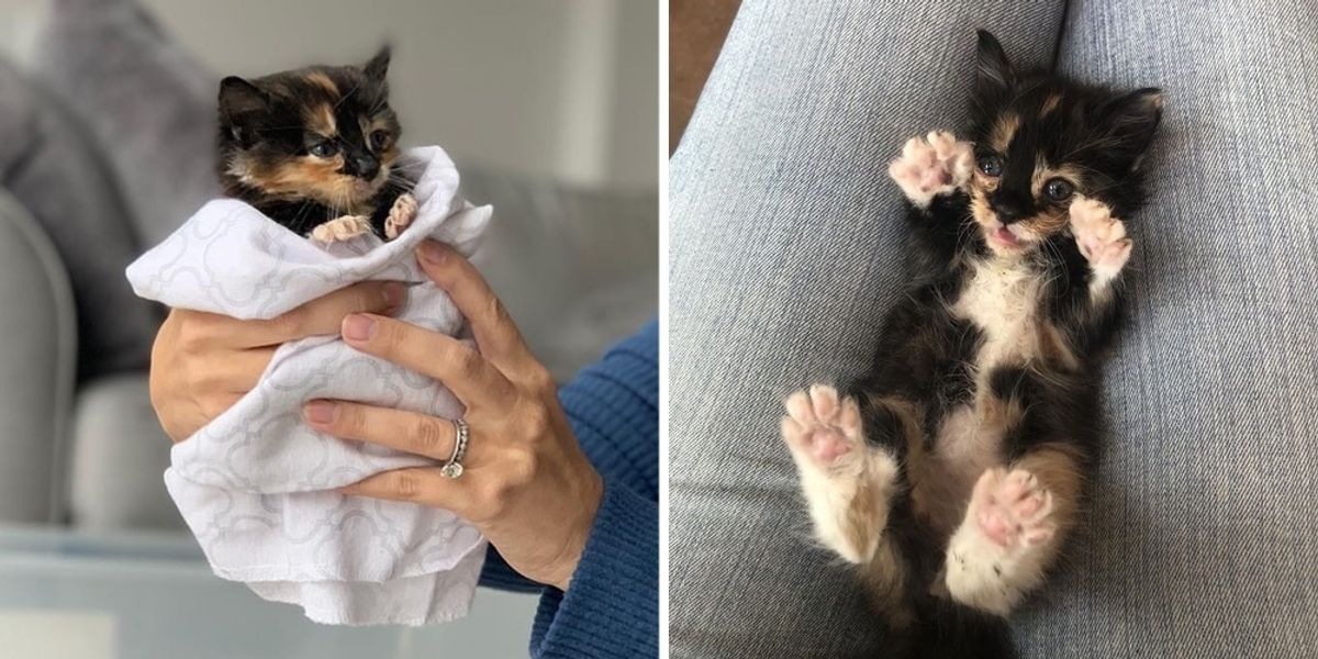 Tiny Kitten Spotted Outside Abandoned Shows So Much Strength, Now Has a Cat  to Watch Her Grow - Love Meow