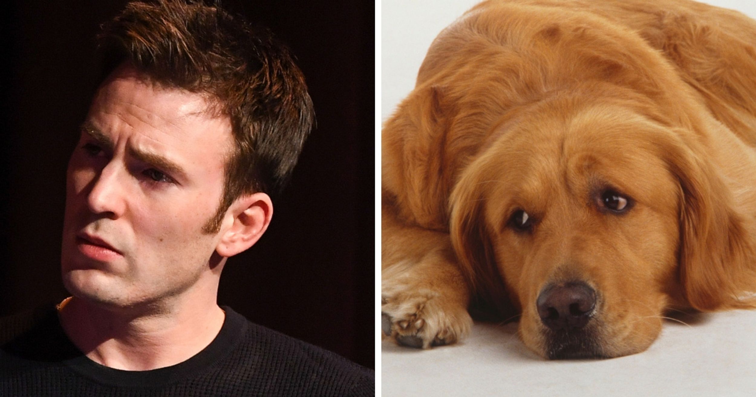 There's A Twitter Account Dedicated To Comparing Chris Evans To Golden Retrievers—And They're Onto Something