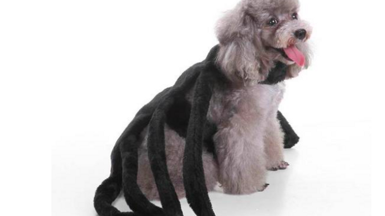 This giant spider costume for your dog is a surefire way to freak out all your neighbors