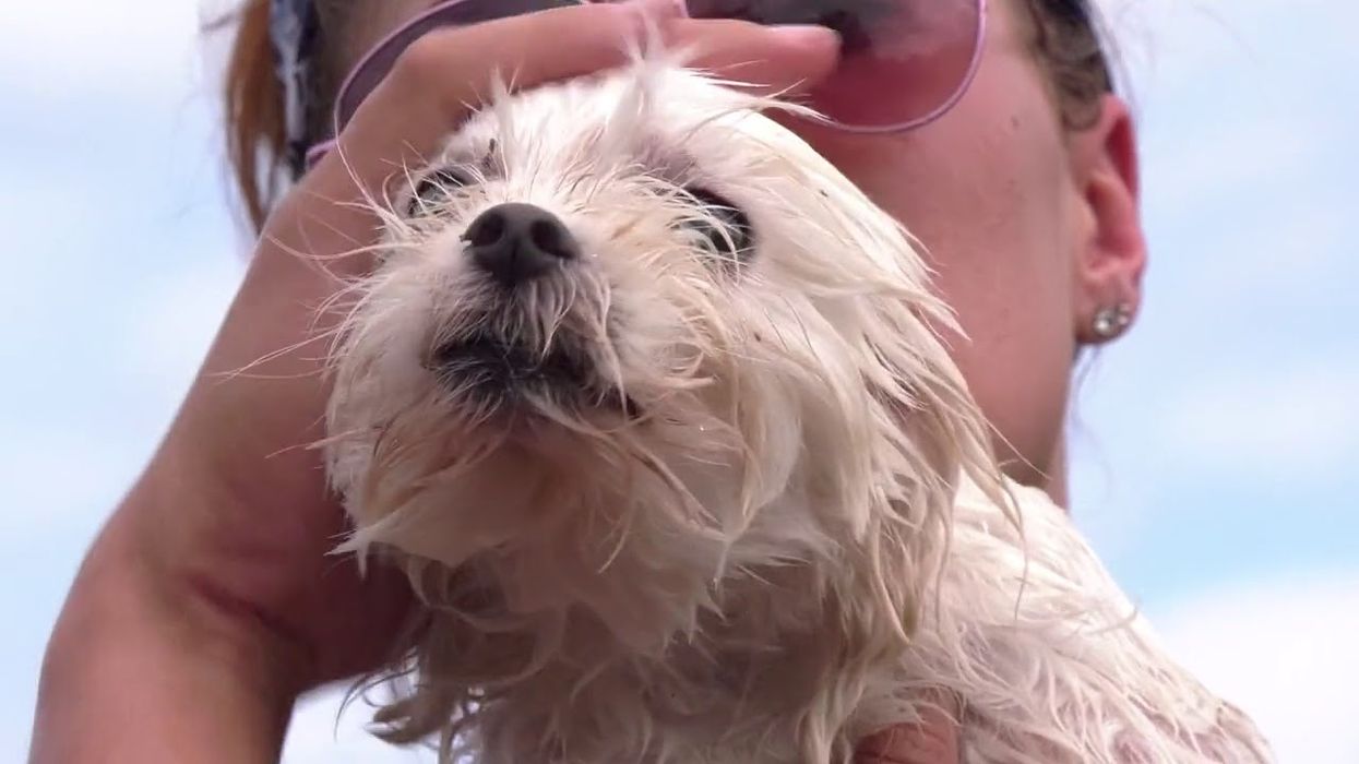 Dog miraculously rescued after a week of floating on a couch in flooded North Carolina home