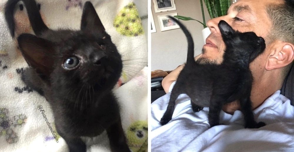 Kitten With Special Needs Clings To Foster Dad For Love After He Was Saved From Streets In Unbearable Heat Love Meow