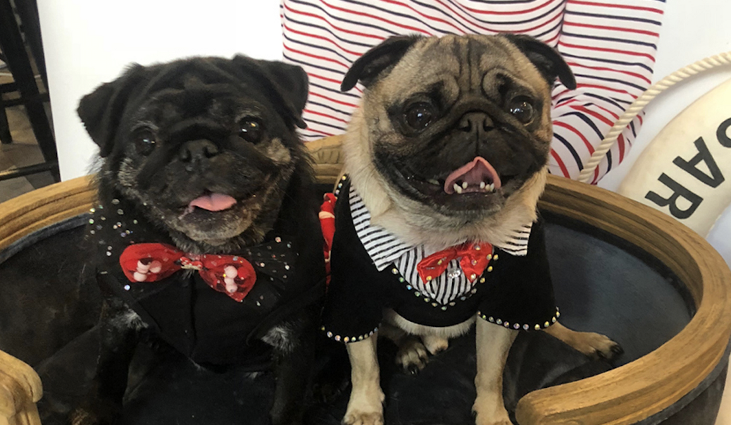 Woman Spends Over $300 Each Month To Dress Her Pugs To The Nines