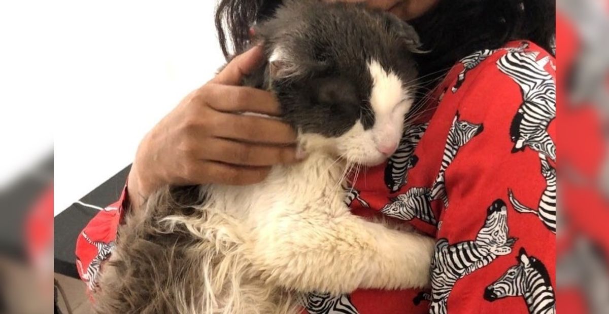 Scraggly Street Cat Walks into Carrier for Help and Can't Stop Cuddling His Rescuers