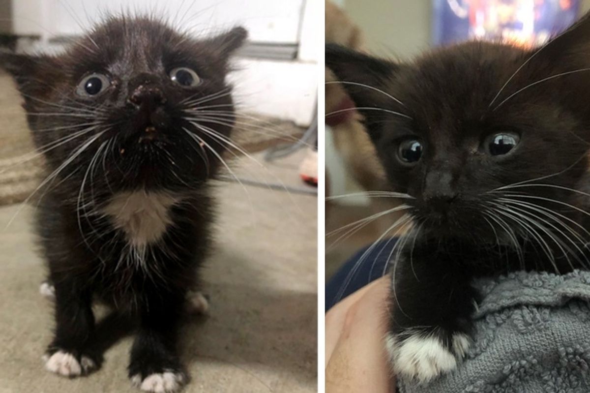 Kitten Crawls Out From Under Car and Runs Up to Woman Right Before Storm