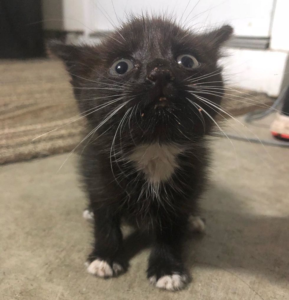 Kitten Crawls Out From Under Car And Runs Up To Woman Right Before 