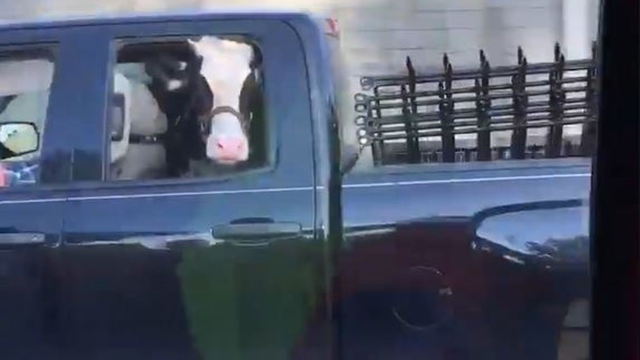 A cow rode shotgun in a pickup so we've seen it all now