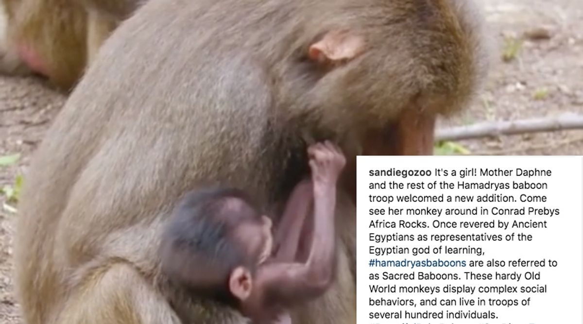 Wrinkly Lil Baby Baboon Makes Video Debut And She's Just Too Precious