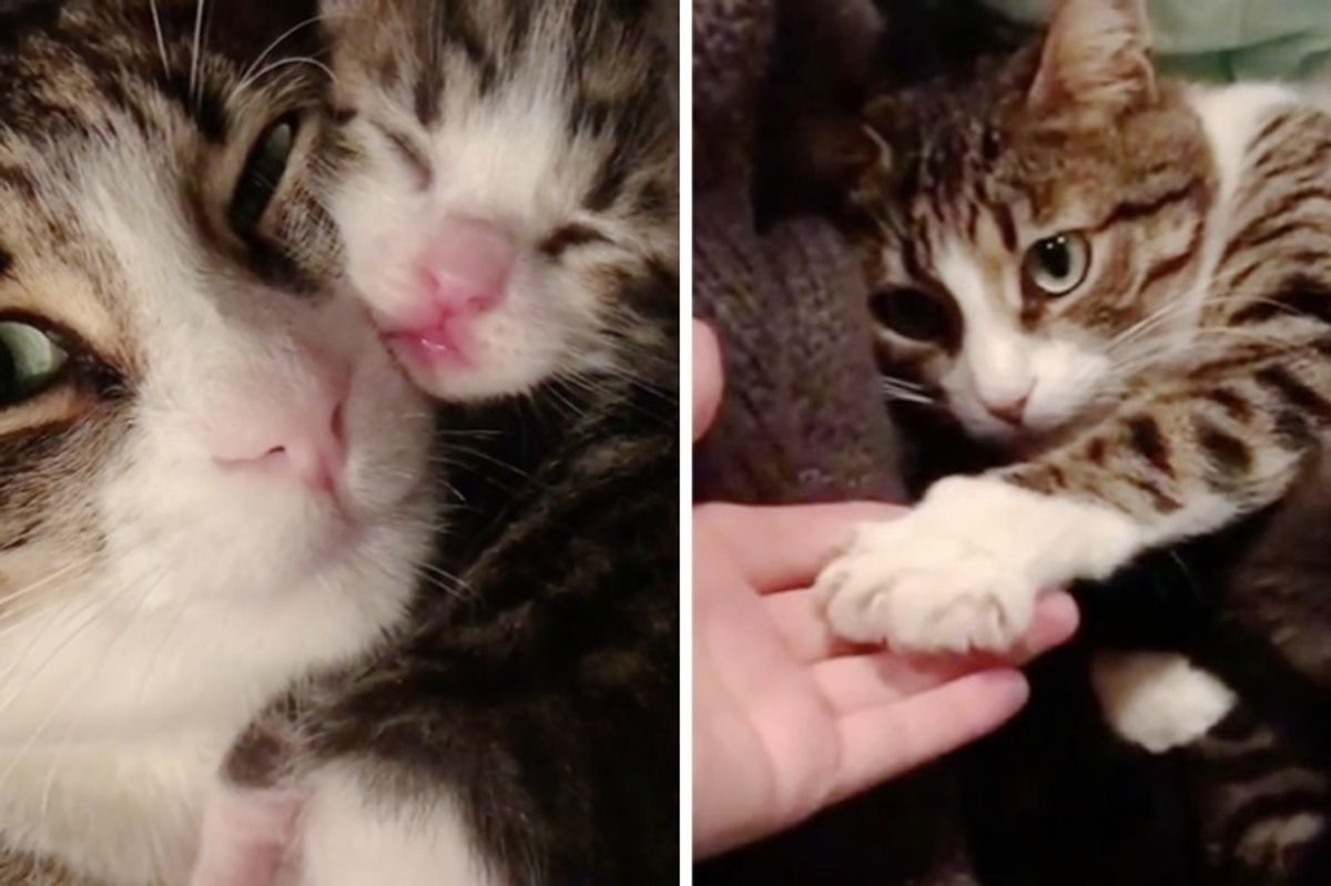 Street Cat Finds Someone Kind to Her and Her Kittens - She Won't Let Her Go