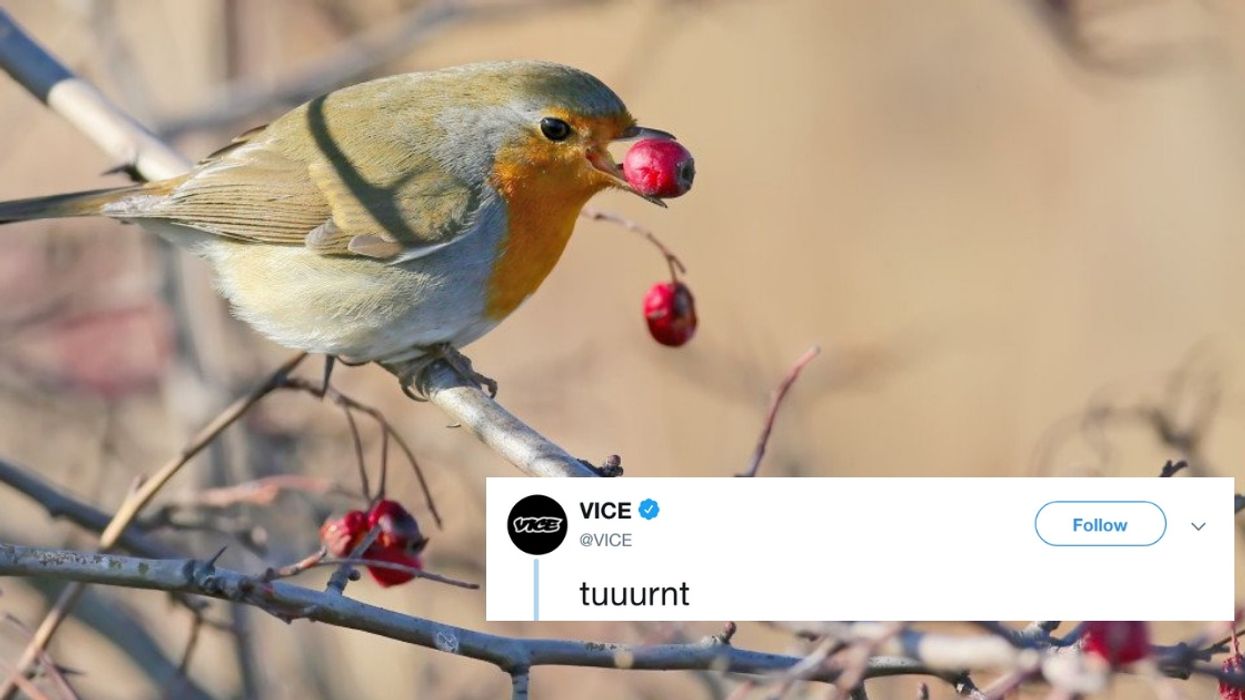 Drunk Birds Keep Crashing Into Things In Minnesota And Experts Think They Know Why
