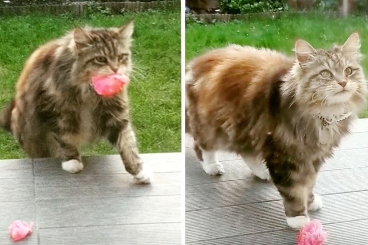 Cat Brings Flowers to Neighbors From Her Garden Regularly Since Spring