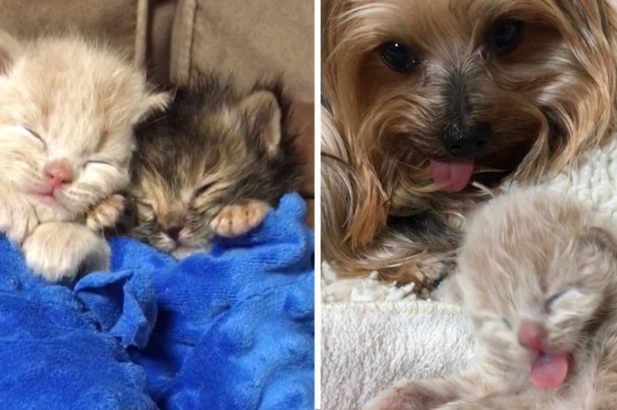 Abandoned Kittens Found Crying for Their Mom - Dog Helps Save Them with Cuddles