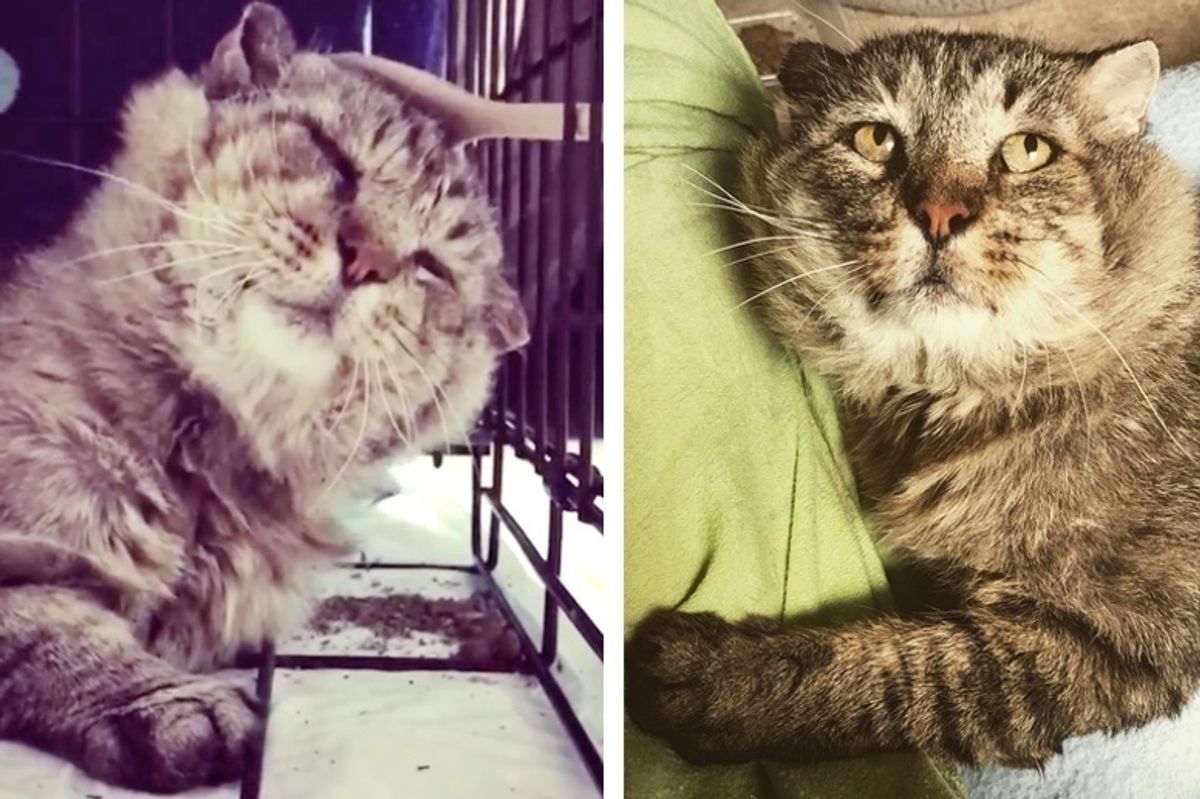 Cat Finds Love After 10 Years Living as Feral, He Can't Stop Cuddling