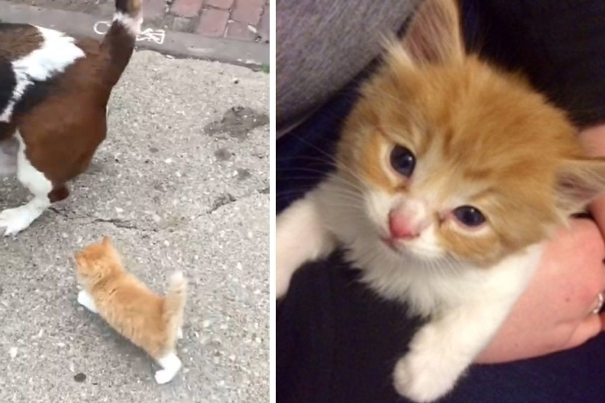 Stray Kitten Sprints Up to Man and Dog and Determined to Follow Them Home..