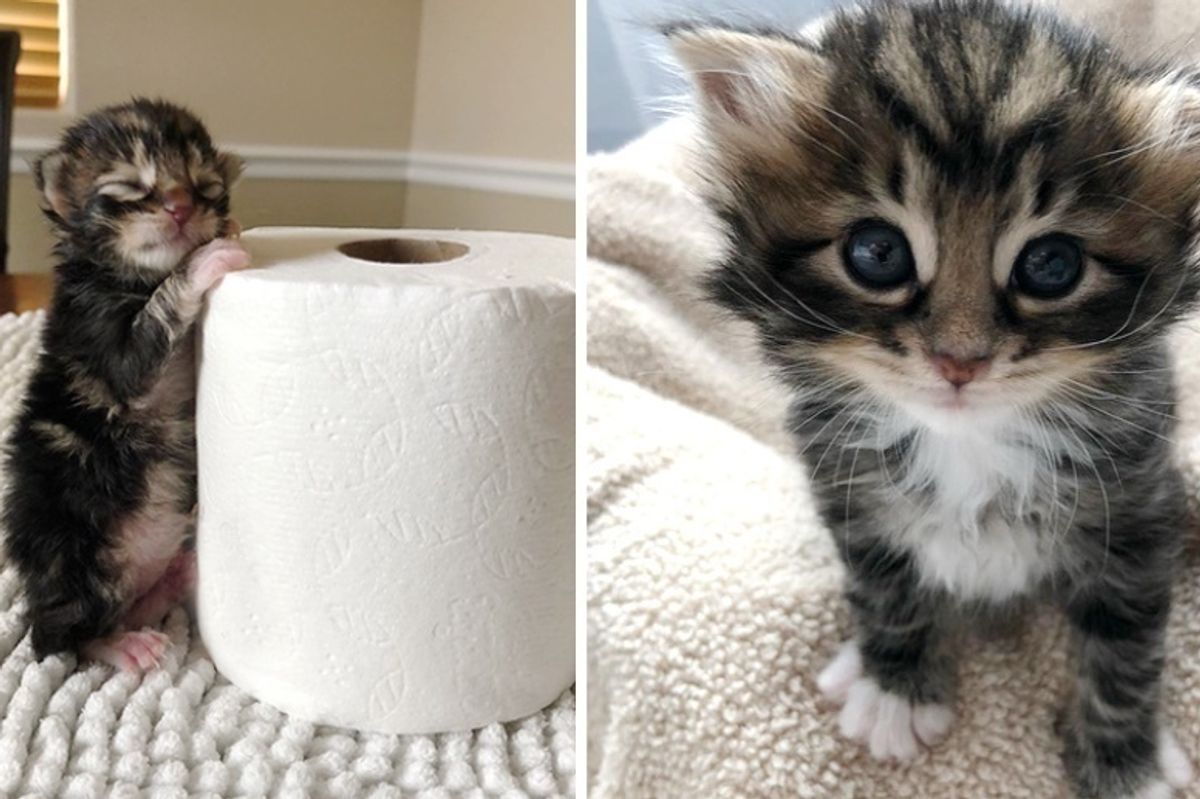 Kitten Found Abandoned in a Bush Just Hours Old, Has Her Life Turned Around by Loving Couple
