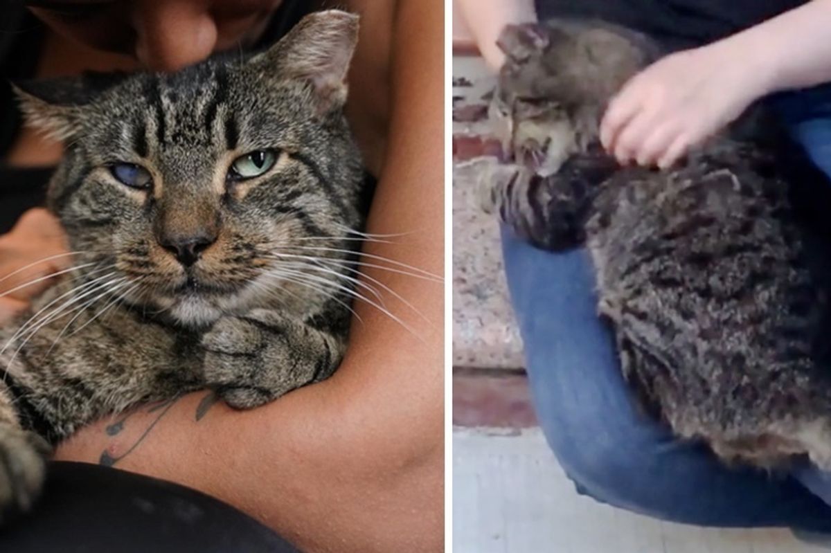 Stray Cat Wanders the Streets, Giving Everyone Cuddles, Hoping for a Home