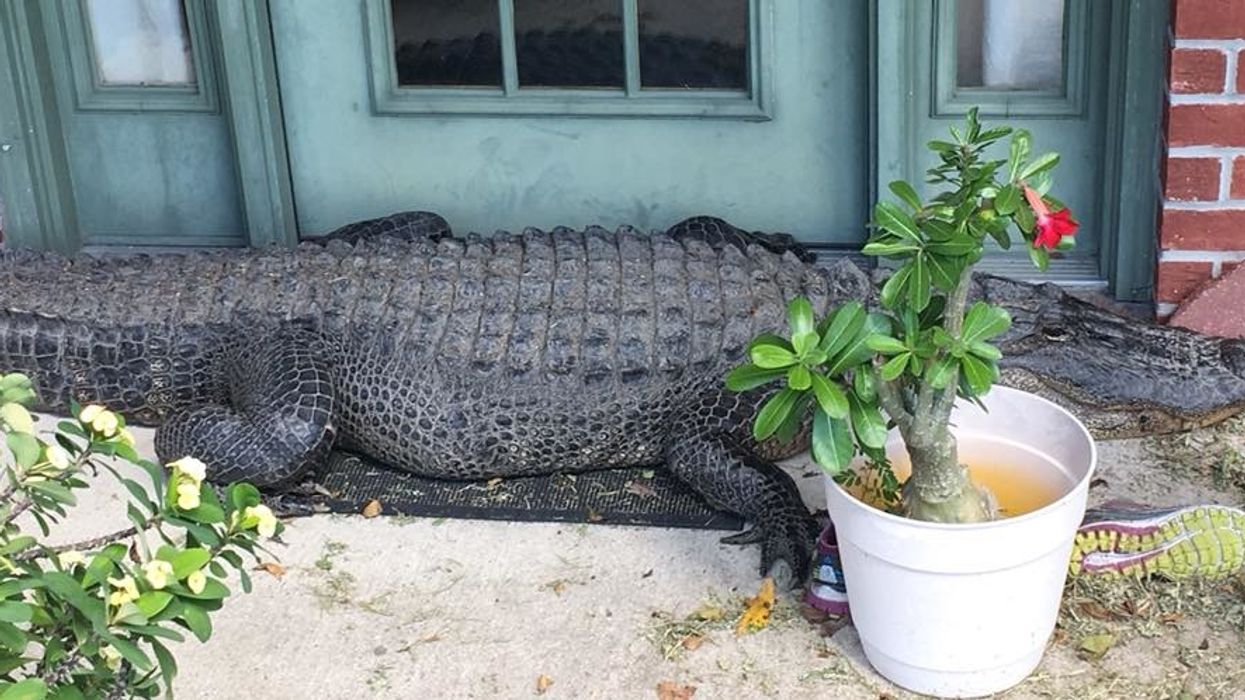 Alligator takes a breather on porch on welcome mat outside a Louisiana home