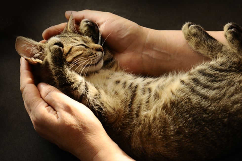 Cats Are Just as Loving as Dogs. Maybe More So