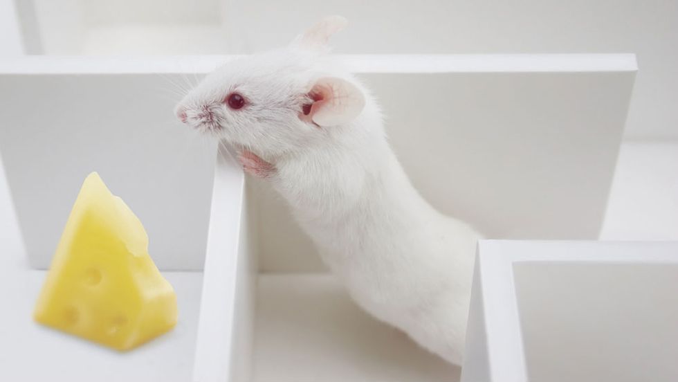 We Profoundly Underestimate Animal Intelligence