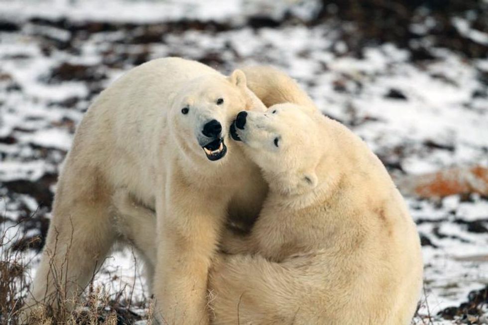 Coca-Cola's Adorable Lies About Polar Bears