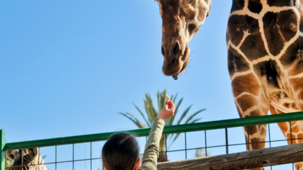 Is animal captivity wrong?