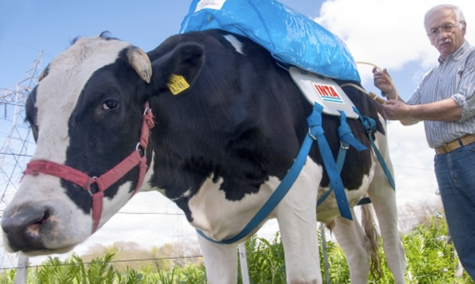 Meet the cow-fart-backpack that wants to fight climate change