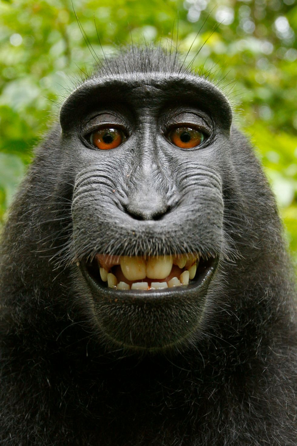 Monkey Selfie: Who Owns the Rights?
