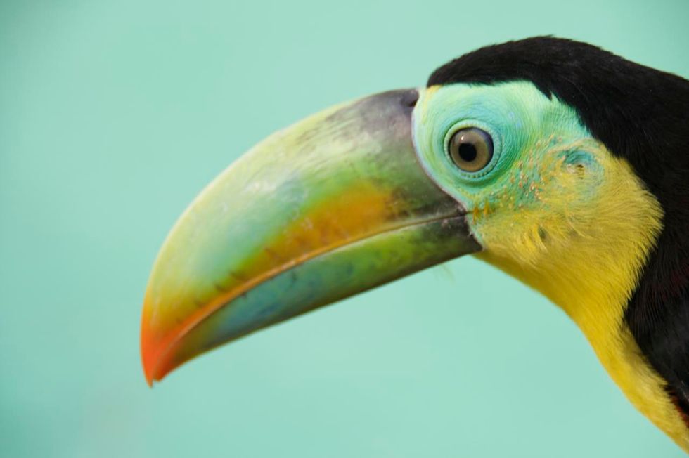 Beautiful Keel-Billed Toucan Keeps a Watchful Eye in Panama