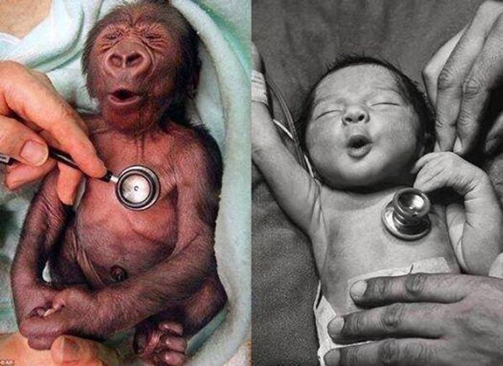 baby-gorilla-and-baby-human-react-to-stethoscope-big-think