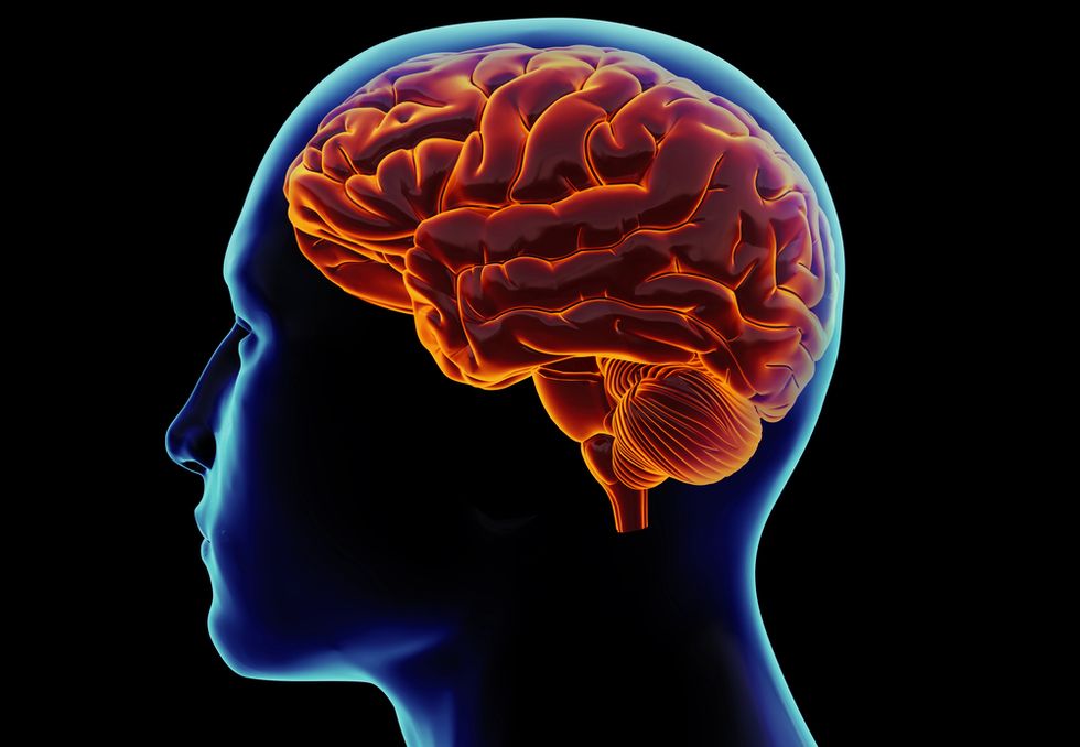 Scientists Find Link Between Gut Bacteria and How the Brain Works