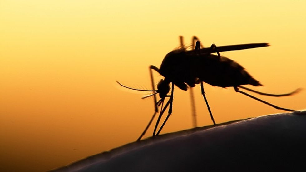 Why Mosquitoes Evolved to Like Us