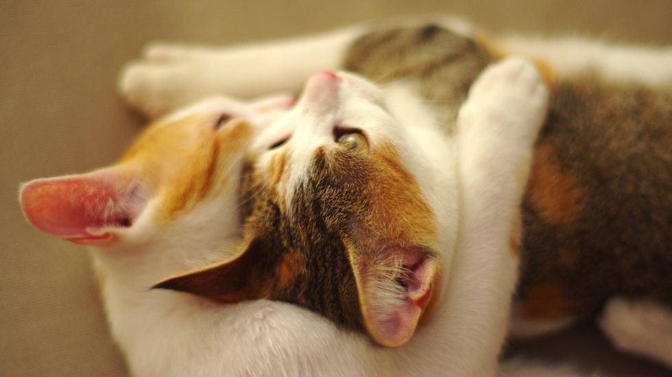 Boost Your Immune System with Hugs