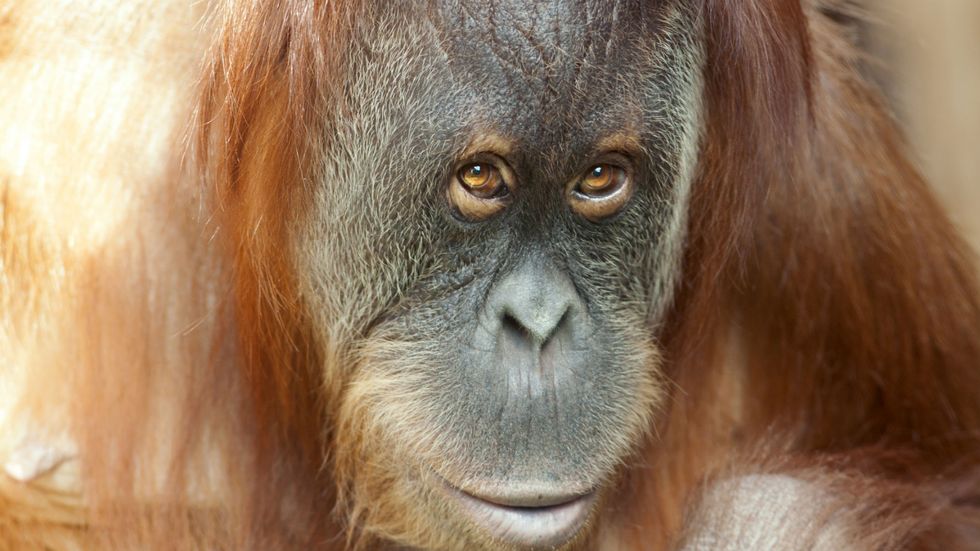 Should Primates Have the Same Rights as Humans?