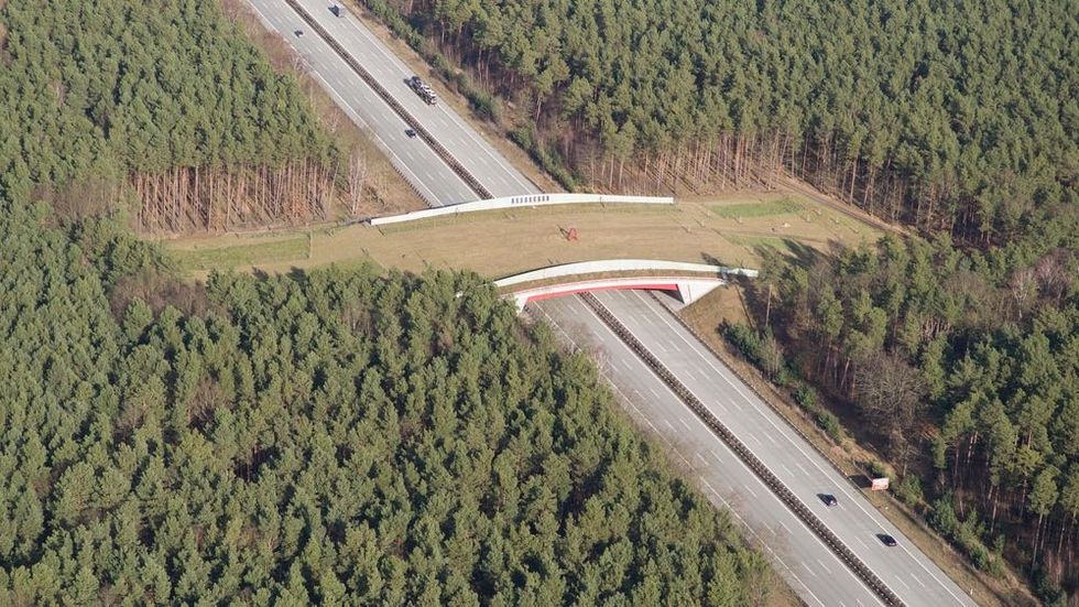 Land Bridge Gives Animals Right of Way on Roads