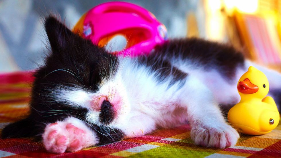Investing in Sleep While You're Young Helps Cognition in Old Age
