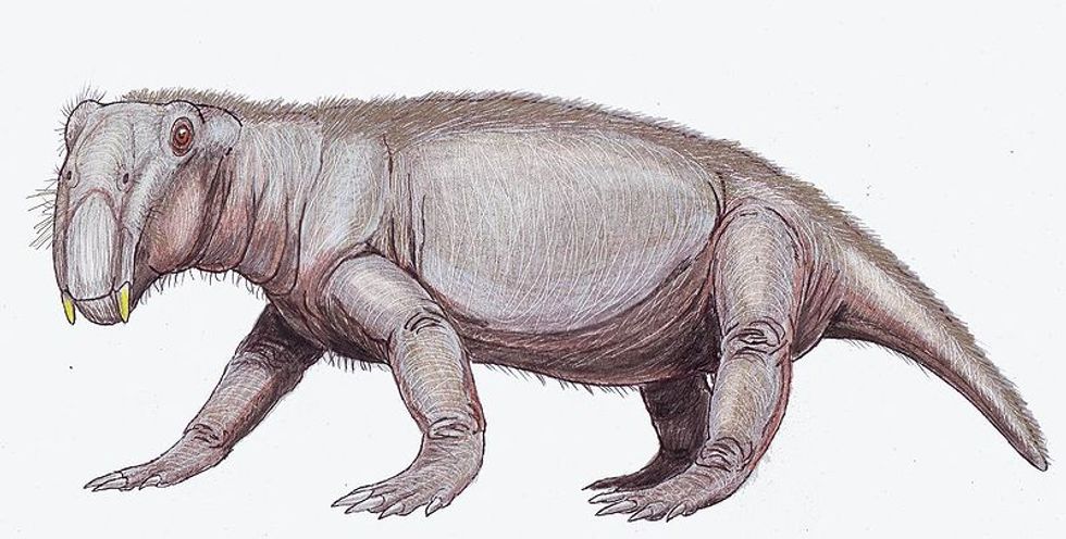 how-to-survive-an-extinction-event-with-therapsid-lystrosaurus-big-think