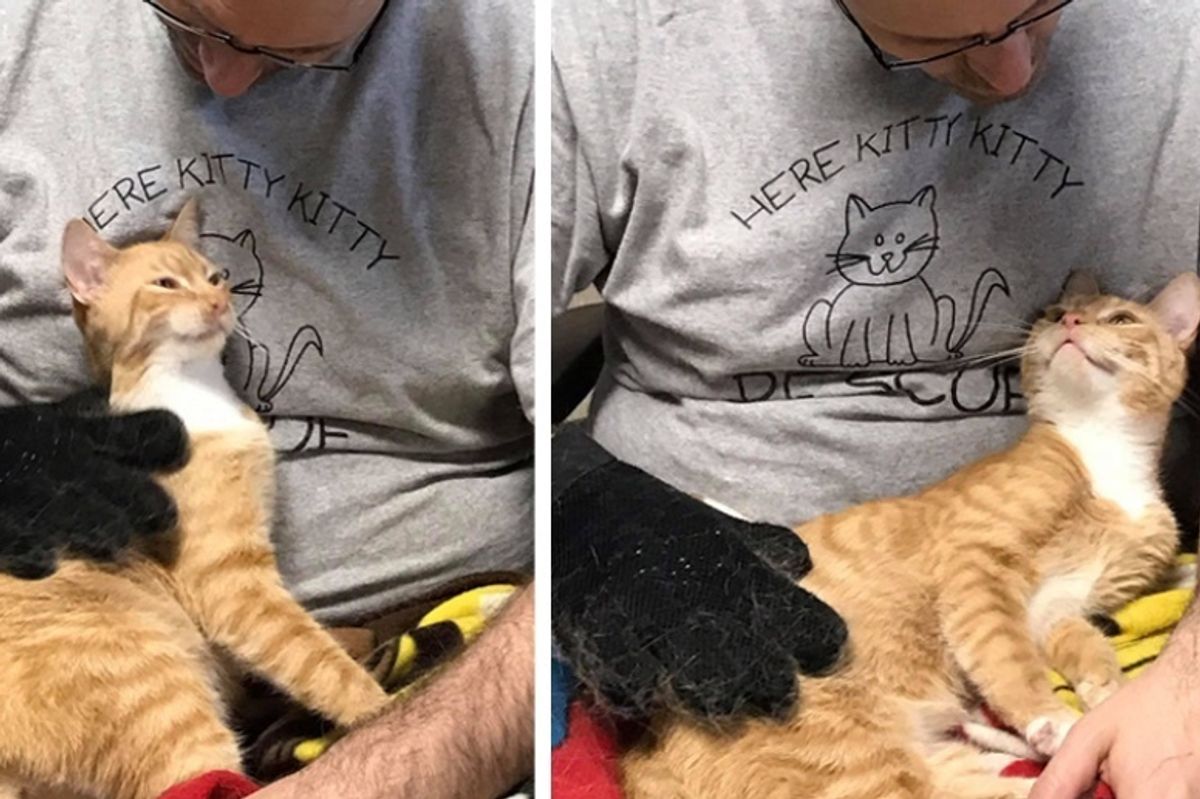 Cat Who Was Sad at Shelter, Finds Joy Again When Man Shows Him Love