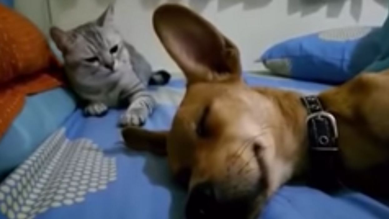 Viral Video Of Cat Getting Angry At Dog For Farting In Its Sleep Is Truly A Gas 😂