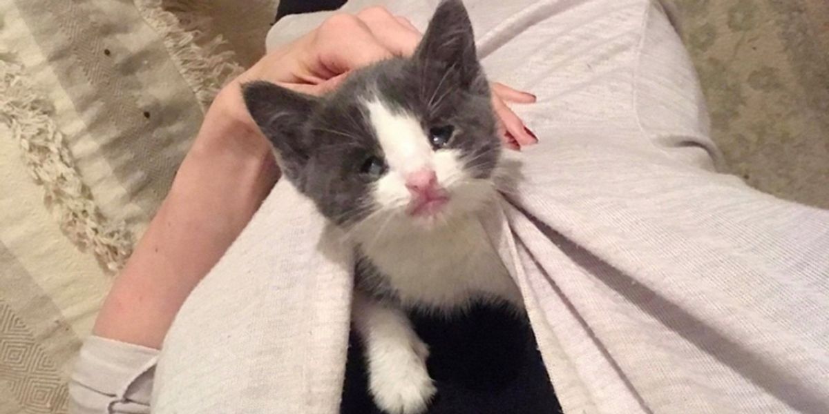 Kitten Born Blind Clings to Woman Who Saved Her Life and Won't Let Go