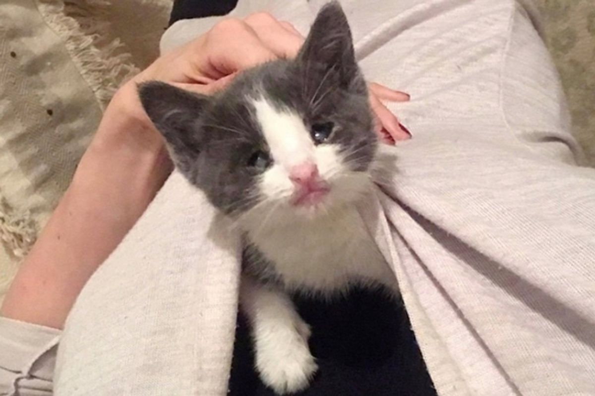Kitten Born Blind Clings to Woman Who Saved Her Life and Won't Let Go
